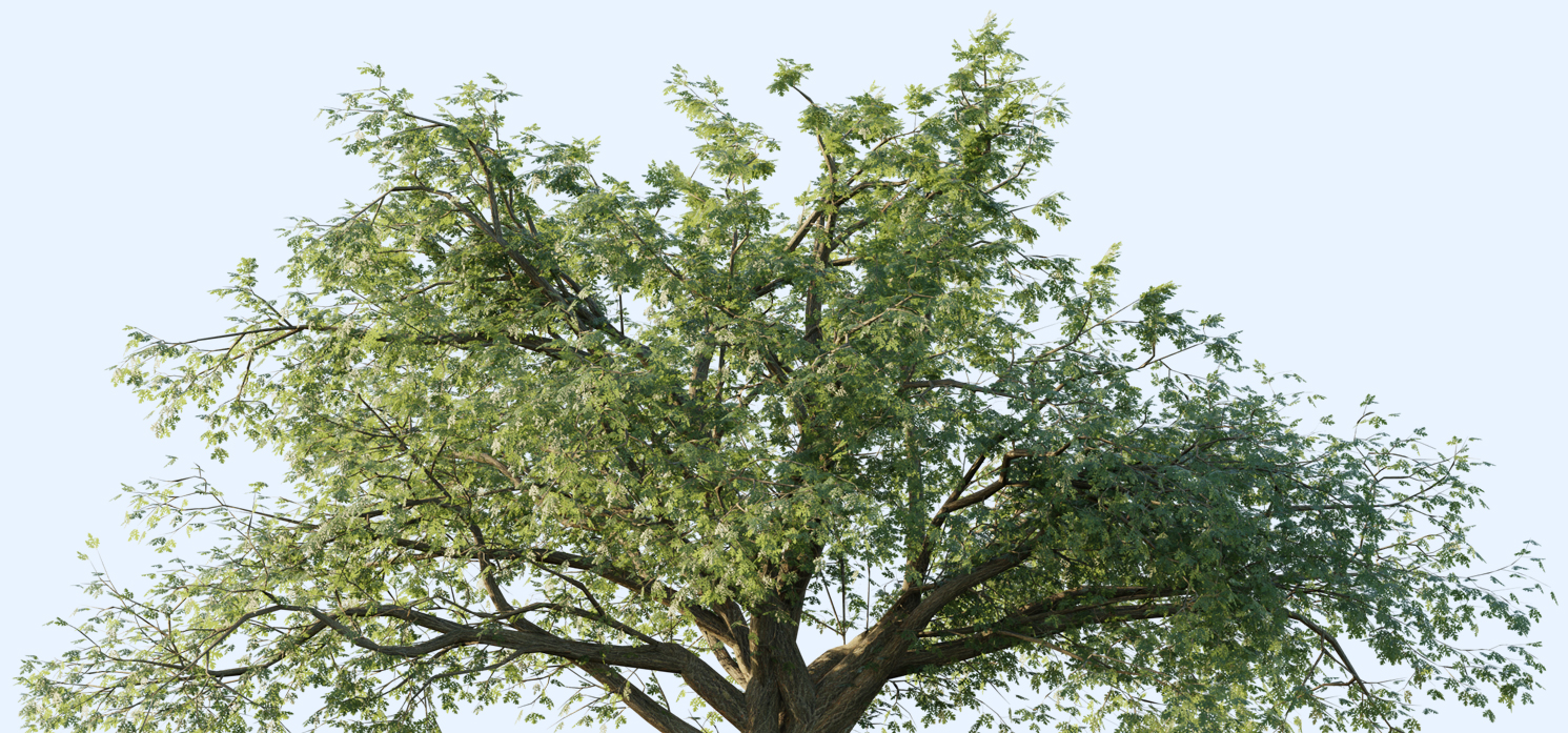 tree tops