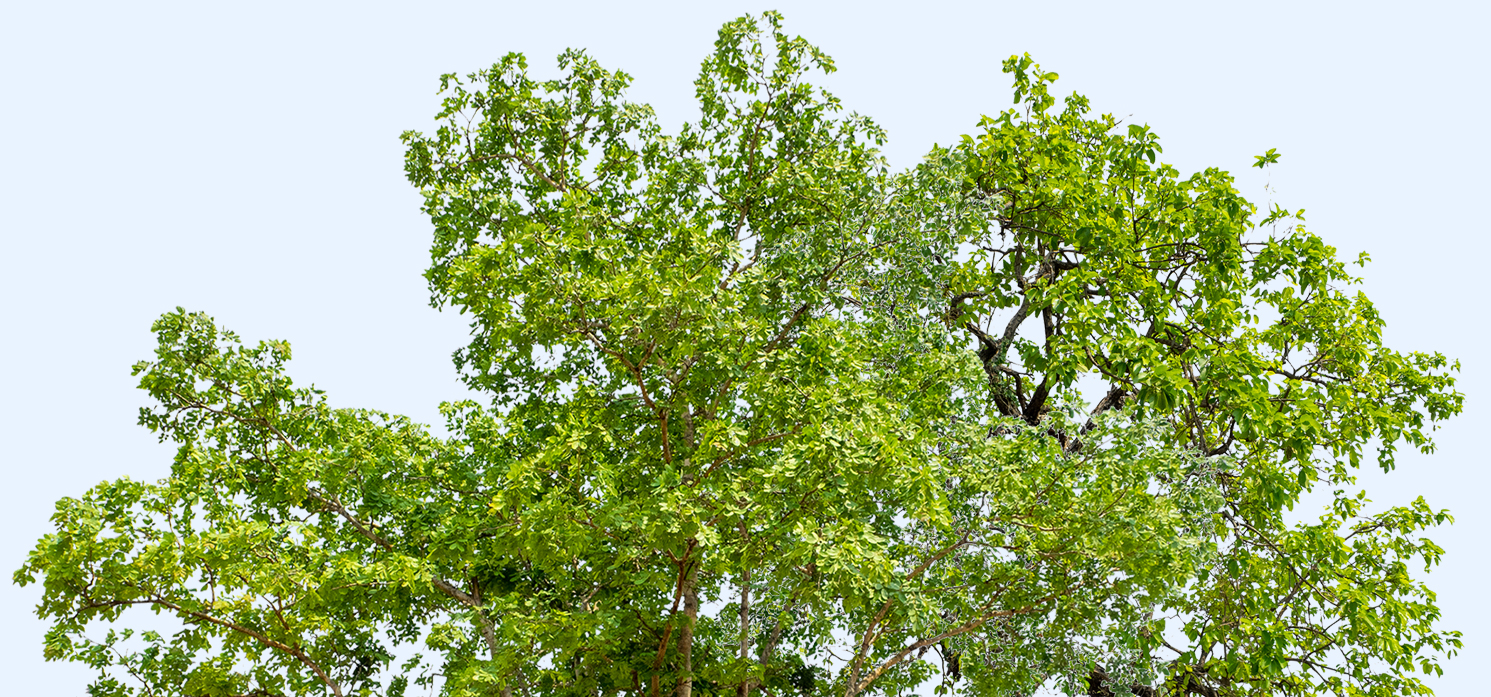 tree tops