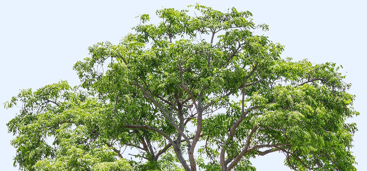 tree tops
