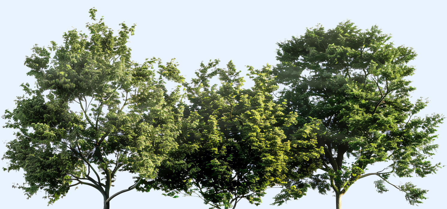 treetop trio