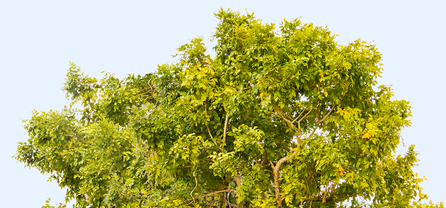 tree tops